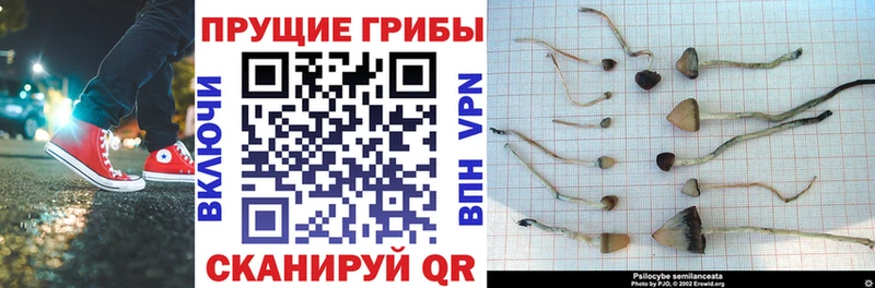 Псилоцибиновые грибы мицелий  где продают наркотики  Углегорск 